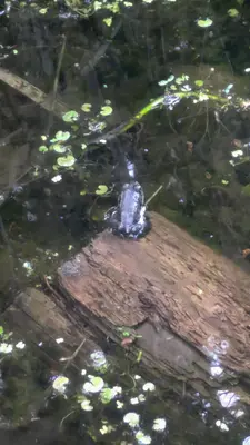 Small Frog! Marsh Trail. Silver Lake Provincial Park, ON