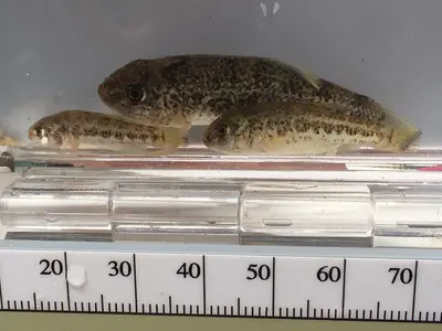 Comanche Springs Pupfish