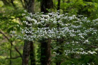 Wild dogwood (11783559026)