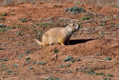 Black Tailed Prairie Dog Full Body Caprock Canyons SP Texas 2023