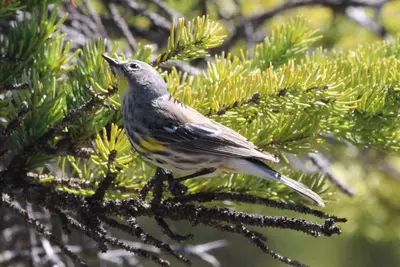 Myrtle x Audubon Hybrid