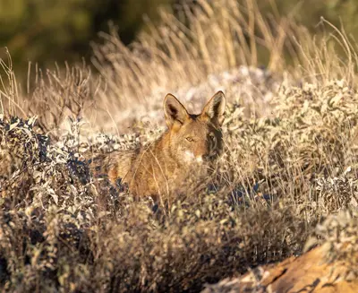 Canis latrans 57C89425-F4F2-4D81-BBDB-2621BC3DFEF9 (51663773712)