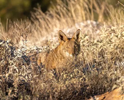 Canis latrans 4D626B60-F0F9-478A-B02E-68D23619065D (51665454875)