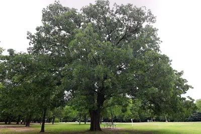 Oak Tree Lake Tawakoni State Park Texas 2023