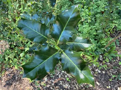 2025-08-10 11 11 00 English Holly leaves along Bear Creek Road in Boulder Creek, Santa Cruz County, California