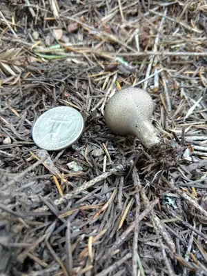 Lycoperdon umbrinum 13305555