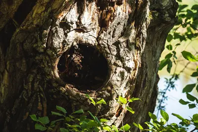 Tree Hollow, Waabizheshikana, The Marten Trail, Duluth 7 9 21 (51305016930)