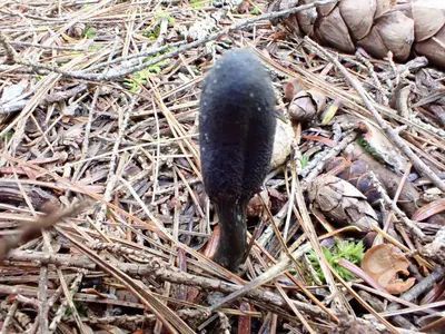 Tolypocladium ophioglossoides 155943021