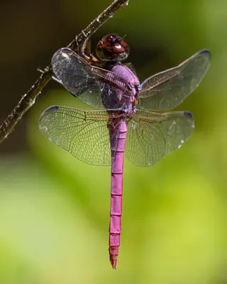 Roseate Skimmer dragonfly (male)