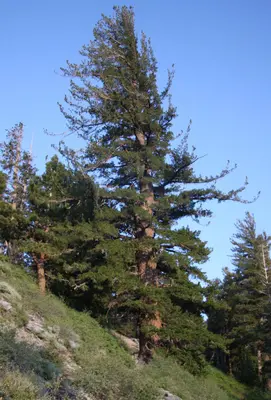 Large Pinus monticola far Lake George