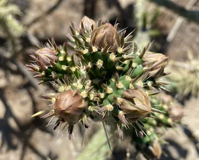 Cylindropuntia bernardina 7