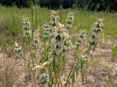 Monarda Punctata; White Petals