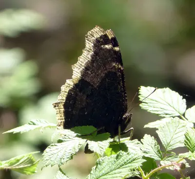 Mourning Cloak - Nymphalis anitopa antiopa. - Flickr - gailhampshire