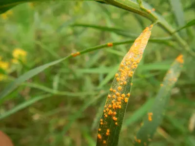 Coleosporium solidaginis 27861891