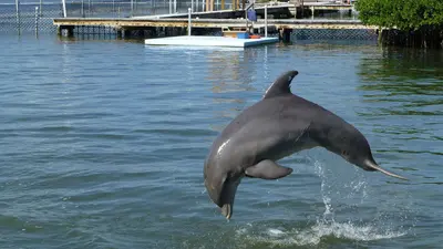 Dolphin-Research-Center, Florida Key's - a Bottlenose Dolphin (15835326416)