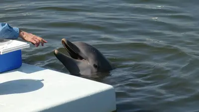 Dolphin-Research-Center @ Grassy Key, Florida (15675368887)