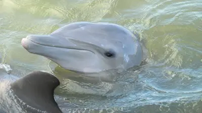 Atlantic Bottlenose Dolphins @ Dolphin-Research-Center, Grassy Key (Florida) (15859150391)