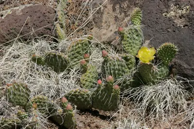 Opuntia polyacantha - Flickr - aspidoscelis (1)