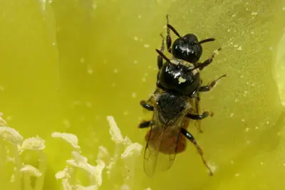Bees - Flickr - aspidoscelis