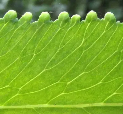 Lygodium heterodoxum (2)