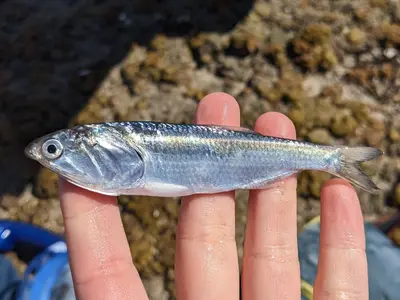 Cetengraulis mysticetus