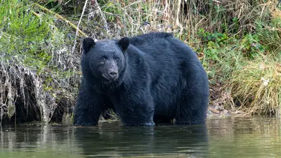 Black Bear near Sooke River Campground, Vancouver Island, Canada (54881211688)