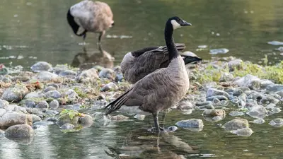 Canada Goose at Sooke River Campground, Vancouver Island, Canada (54880994151)