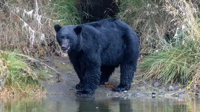 Black Bear near Sooke River Campground, Vancouver Island, Canada (54881211793)