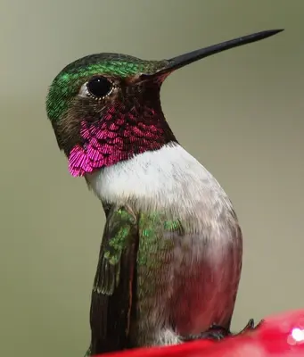 Broad-tailed hummingbird - panoramio