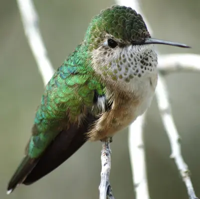 Calliope hummingbird - panoramio