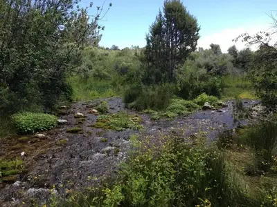 Clover Creek