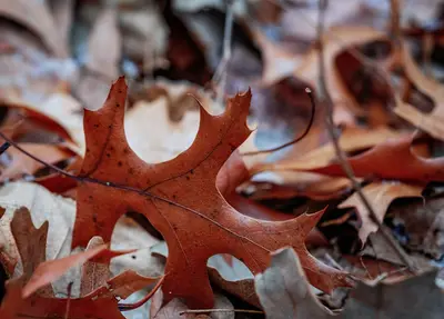 Leaves on the Forest Floor - Autumn in Minnesota (45286559285)