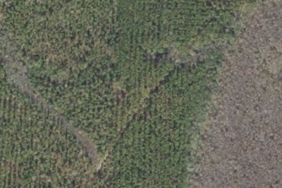 Leaning Pine Campsite
