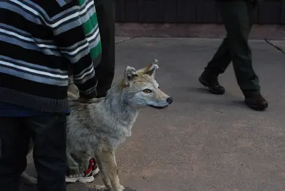 Coyote (4792693503)