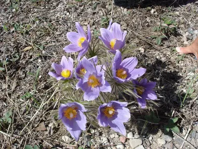 Crocus (6455057695)