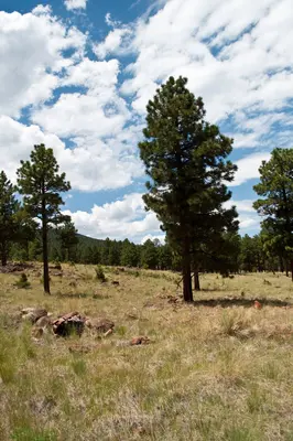 Flagstaff Scenery near FR 522 - panoramio (2)