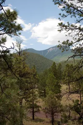 Flagstaff Scenery near FR 522 - panoramio (3)