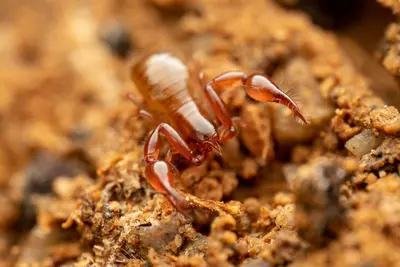 Albiorix parvidentatus 243442358