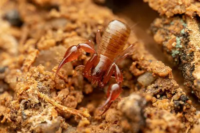 Albiorix parvidentatus 243442361
