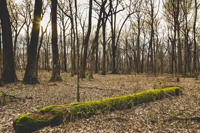 Mossy Log - Myre-Big Island State Park, Minnesota (33912948055)
