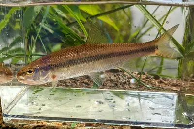 Semotilus corporalis 302313994