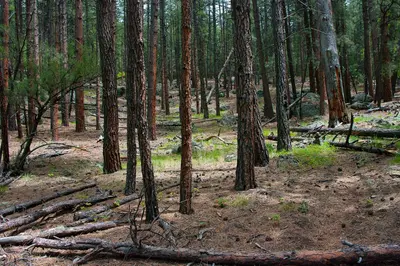 Kelsey Trail No. 3 - 17531002263