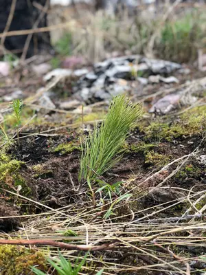 Newly Planted Ponderosa Pine Seedlings (51820183861)