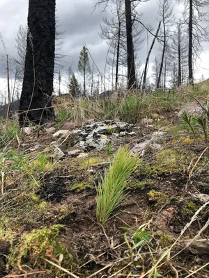 Newly Planted Ponderosa Pine Seedlings (51820529969)