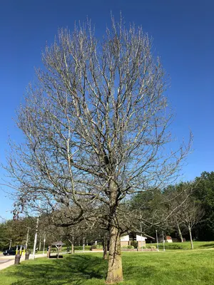2022-06-04 08 58 21 An oak tree defoliated by gypsy moth caterpillars at a rest area along Interstate 80 in Greene Township, Clinton County, Pennsylvania