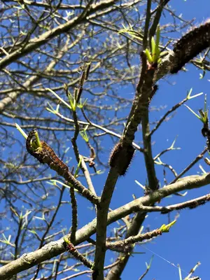 2022-06-04 08 58 01 Gypsy moth caterpillars defoliating an oak tree at a rest area along Interstate 80 in Greene Township, Clinton County, Pennsylvania