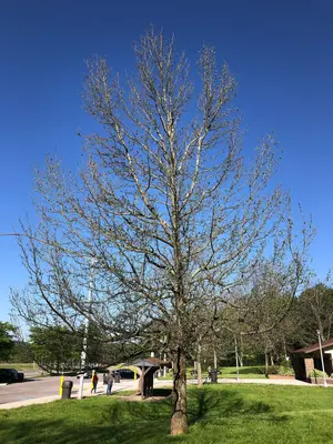 2022-06-04 08 56 45 A Sweet Gum defoliated by gypsy moth caterpillars at a rest area along Interstate 80 in Greene Township, Clinton County, Pennsylvania