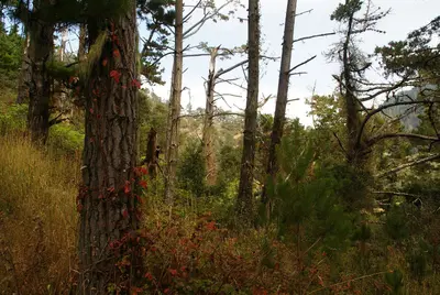Thin Forest (275830644)