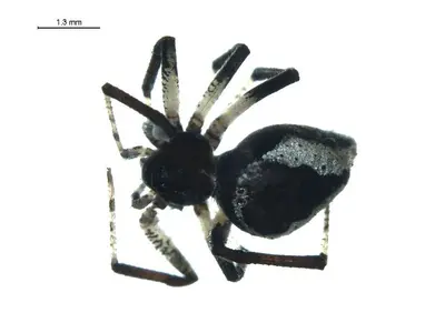 Euryopis formosa f2