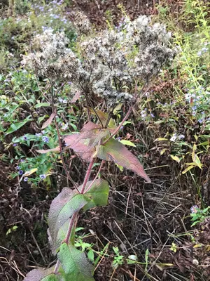 Eupatorium perfoliatum 0026